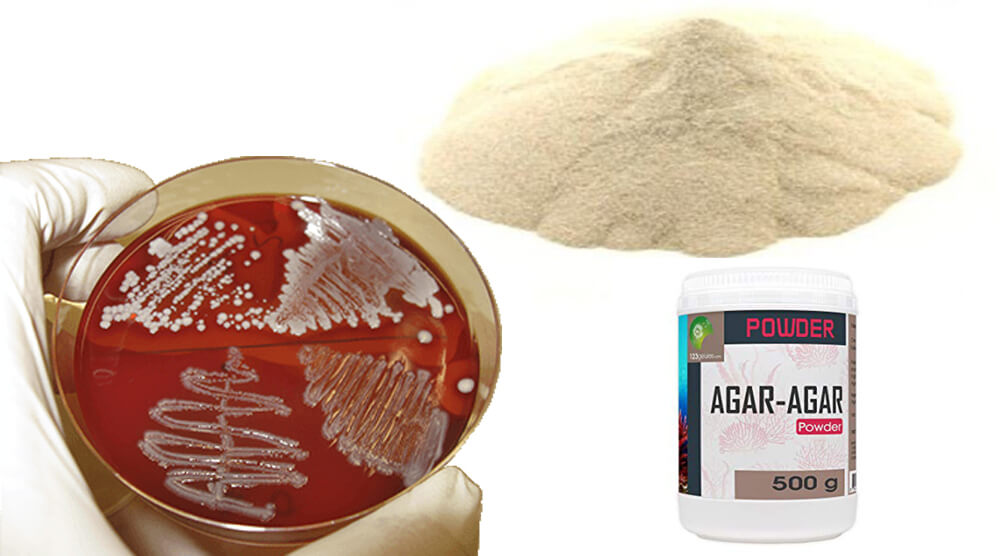 Agar agar microbiologique - Milieu de culture Tunisie - SMS Bio